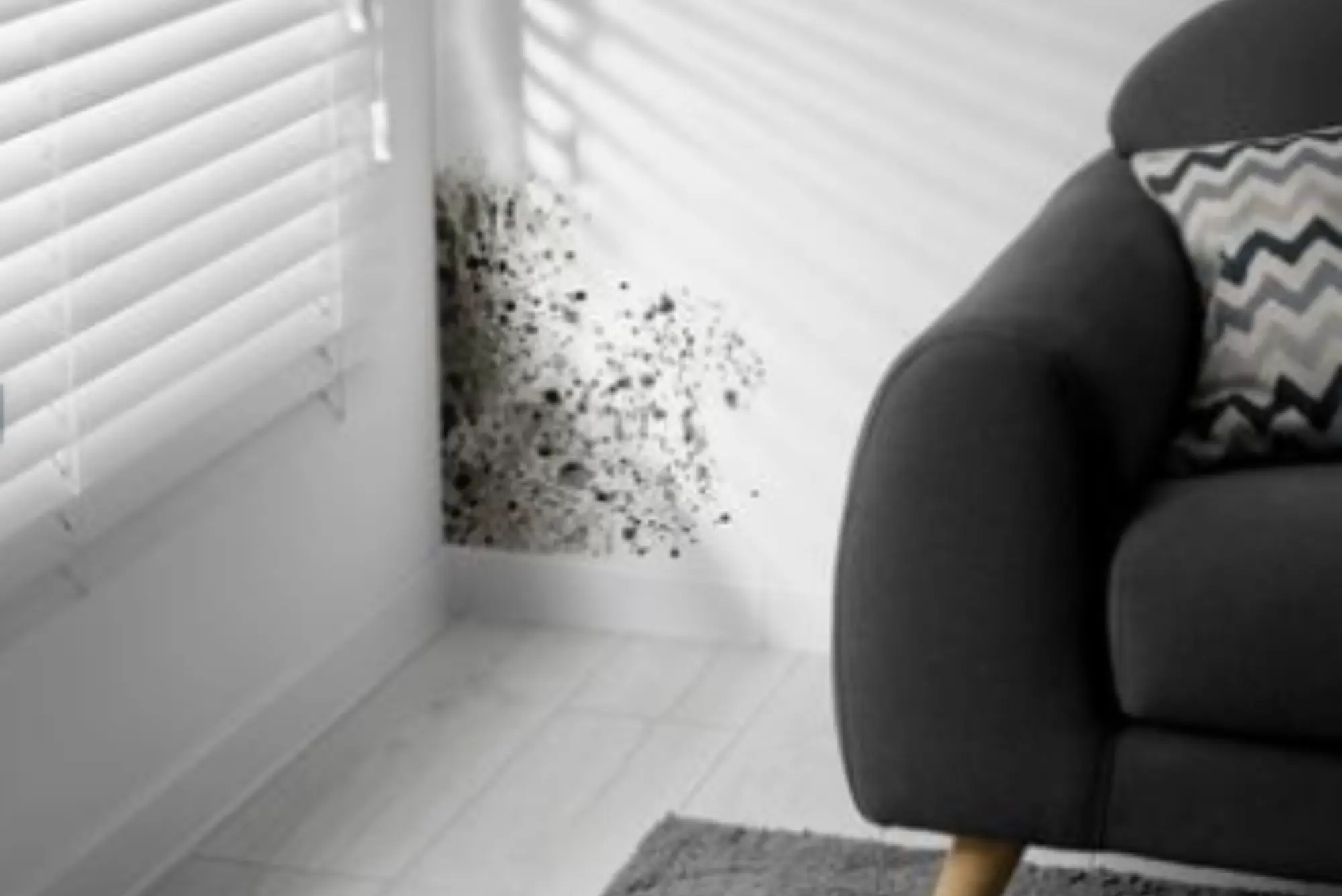 Mold growing in the corner of the sitting room wall.