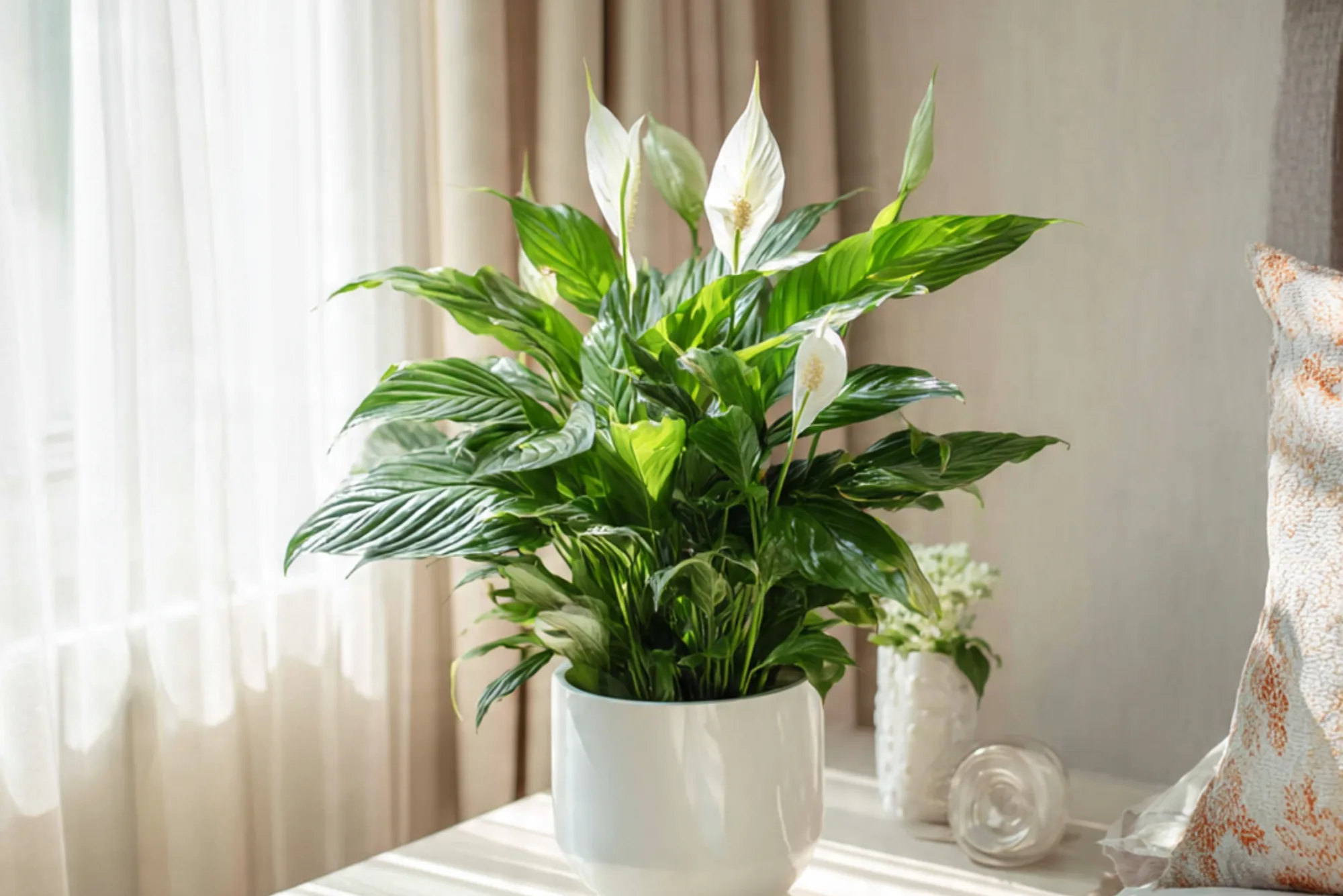 A vibrant Peace Lily in a chic white pot on a bedside table, surrounded by a cozy bedroom.