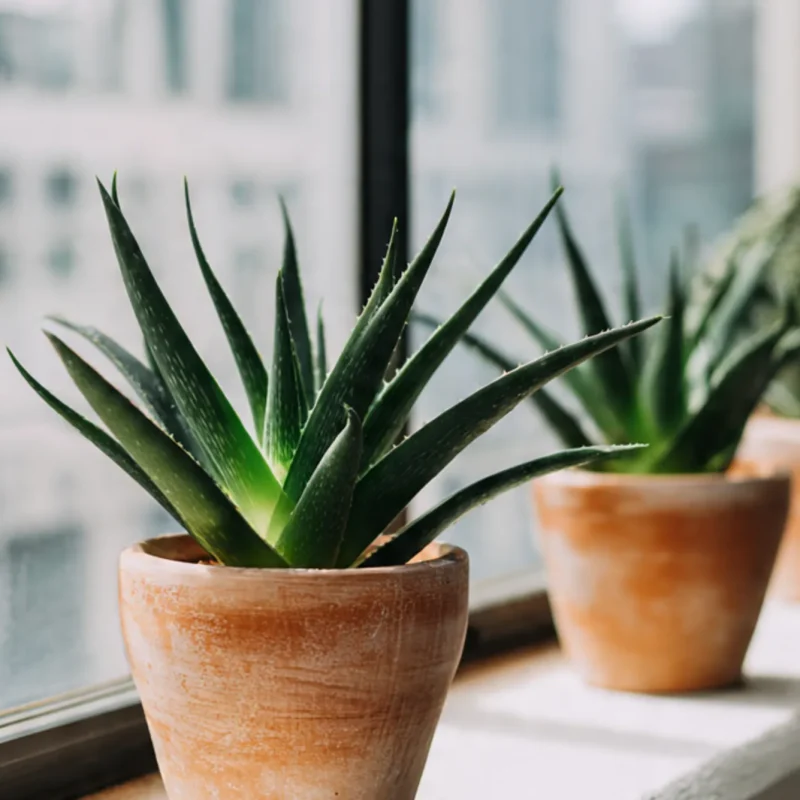 Aloe Vera Plants on a windowsill.