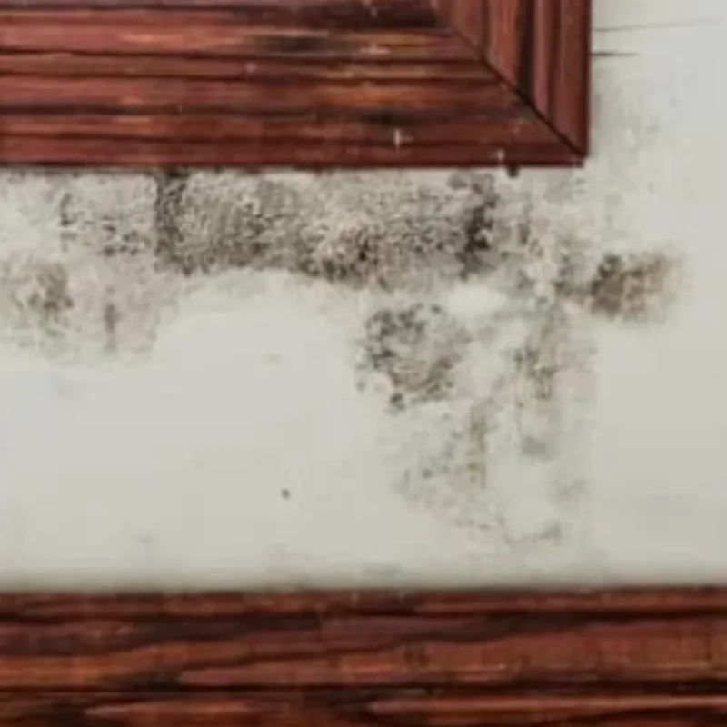 Mold is building up under the wood.